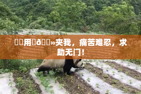 妺妺用‌🐻夹我，痛苦难忍，求助无门！