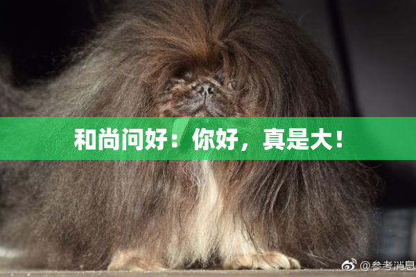 和尚问好：你好，真是大！