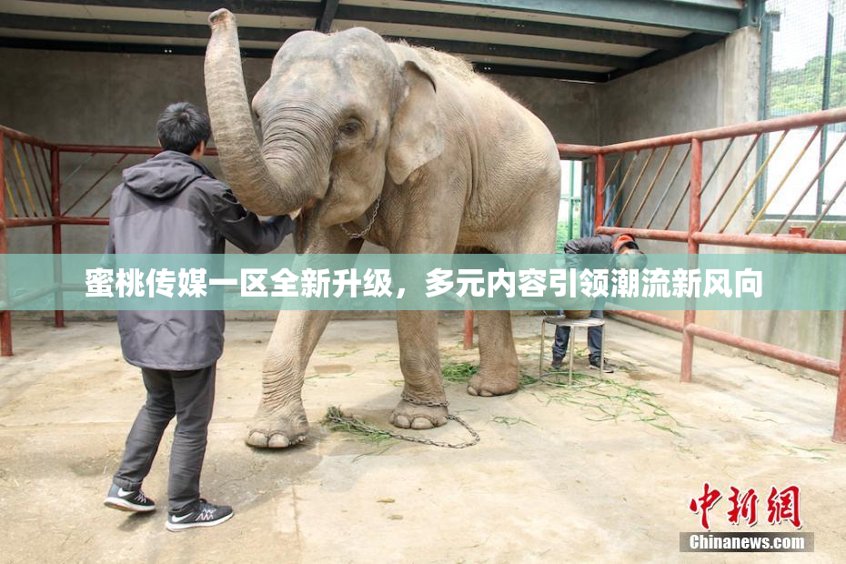 蜜桃传媒一区全新升级，多元内容引领潮流新风向