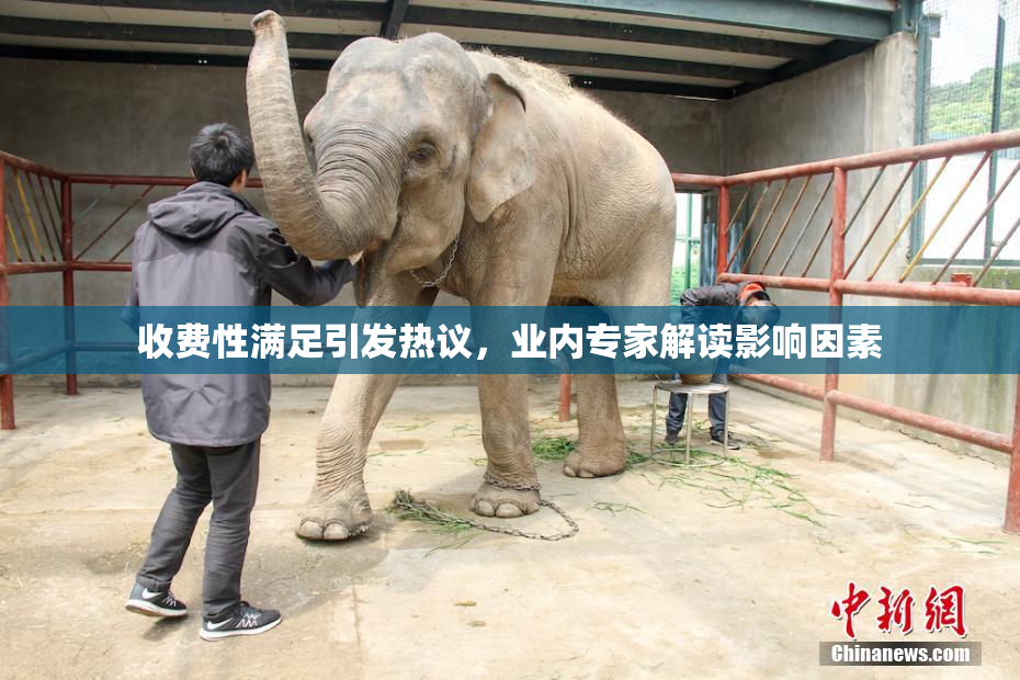 收费性满足引发热议，业内专家解读影响因素