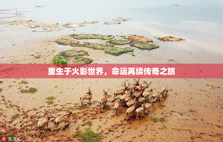 重生于火影世界，命运再续传奇之旅