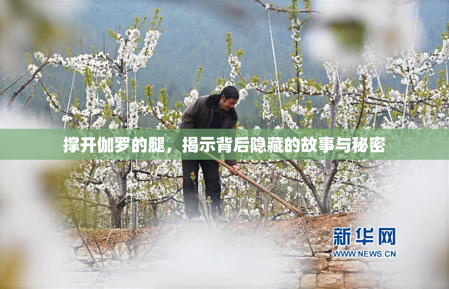 撑开伽罗的腿，揭示背后隐藏的故事与秘密