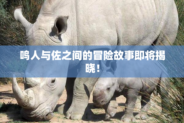 鸣人与佐之间的冒险故事即将揭晓！