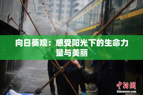 向日葵观：感受阳光下的生命力量与美丽