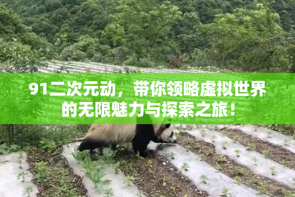 91二次元动，带你领略虚拟世界的无限魅力与探索之旅！