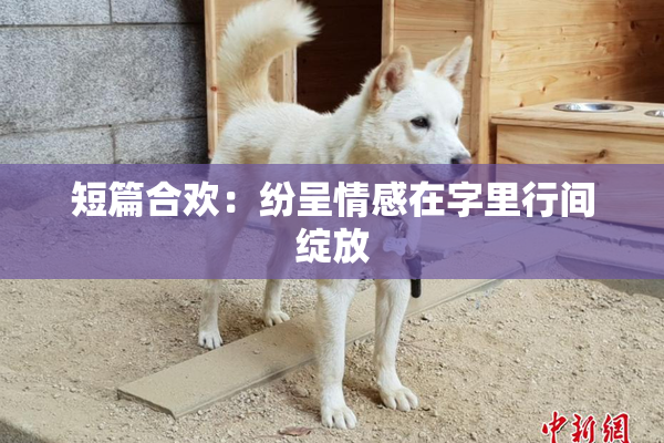 短篇合欢：纷呈情感在字里行间绽放