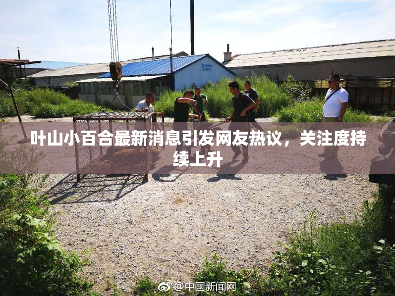叶山小百合最新消息引发网友热议，关注度持续上升