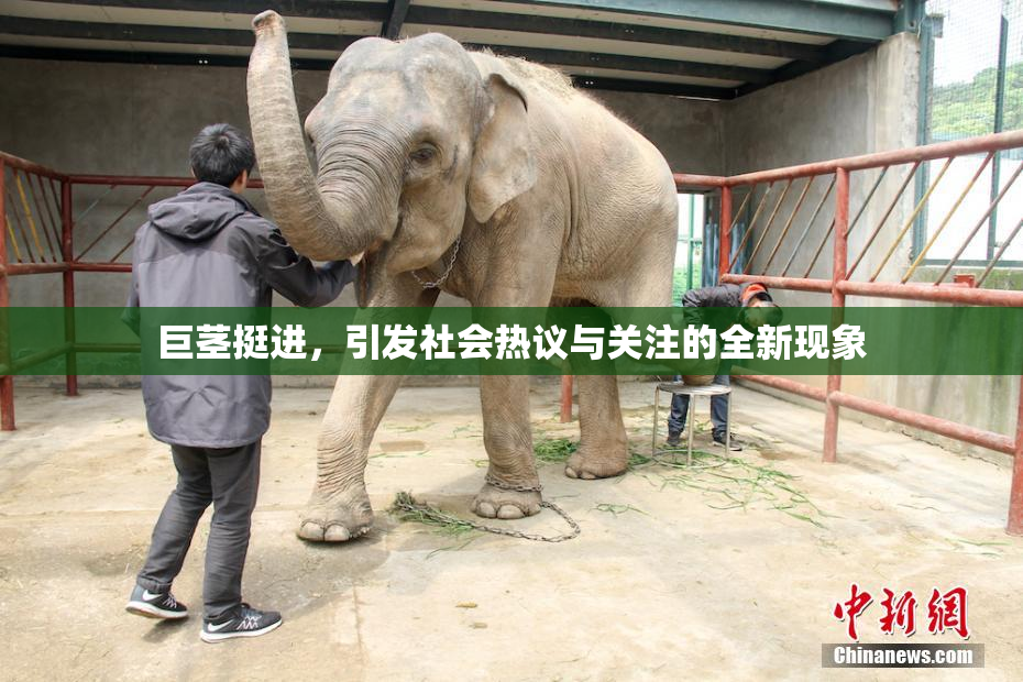 巨茎挺进，引发社会热议与关注的全新现象