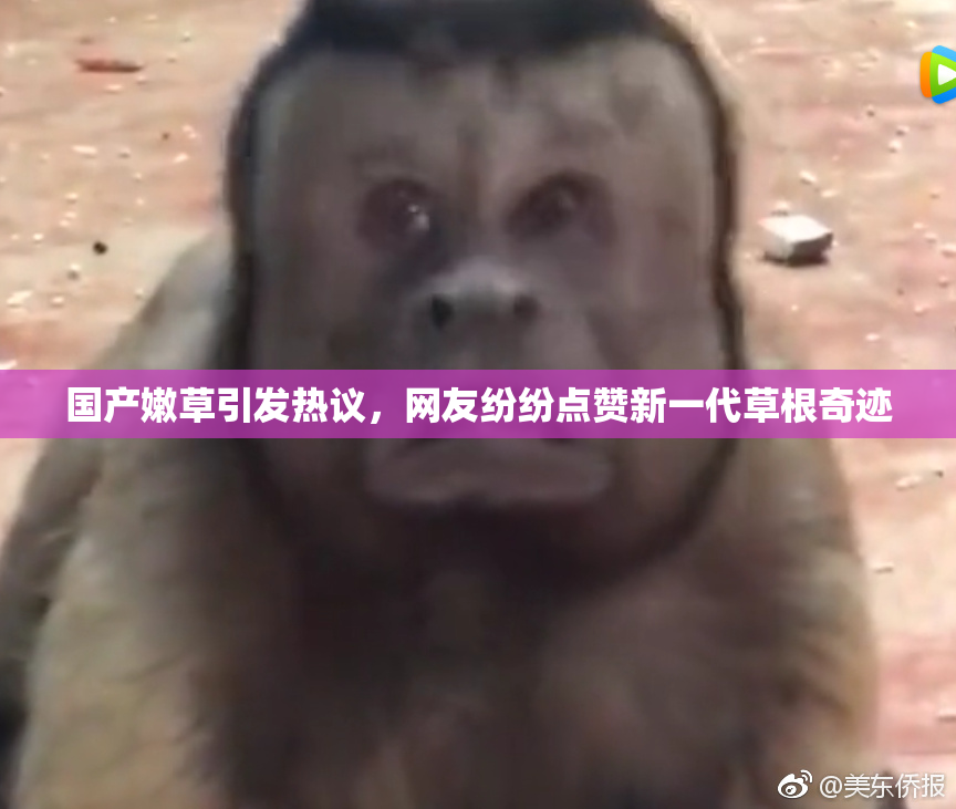 国产嫩草引发热议，网友纷纷点赞新一代草根奇迹
