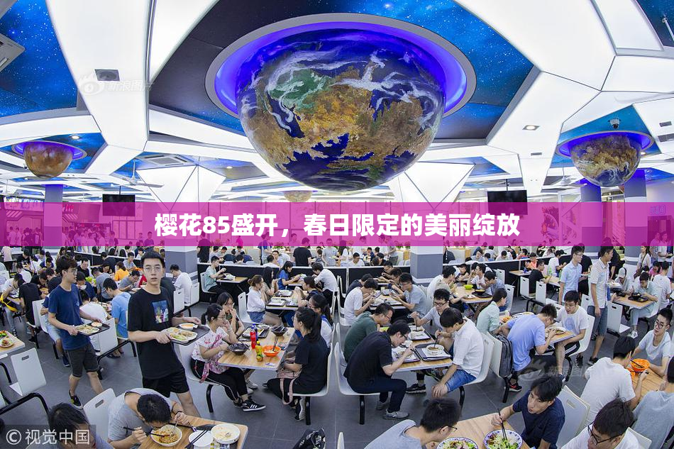 樱花85盛开，春日限定的美丽绽放