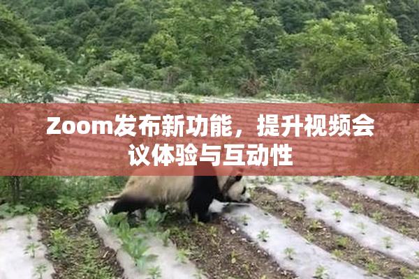 Zoom发布新功能，提升视频会议体验与互动性