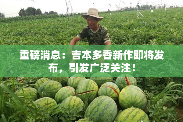 重磅消息：吉本多香新作即将发布，引发广泛关注！