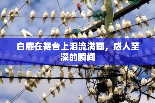 白鹿在舞台上泪流满面，感人至深的瞬间