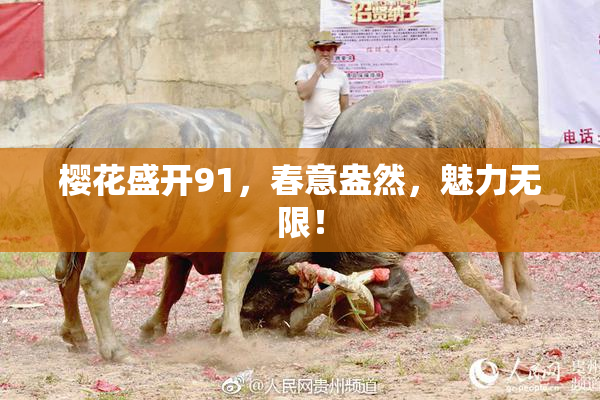 樱花盛开91，春意盎然，魅力无限！