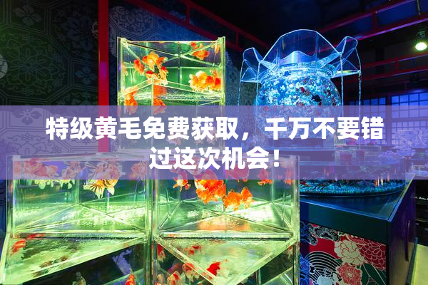 特级黄毛免费获取，千万不要错过这次机会！