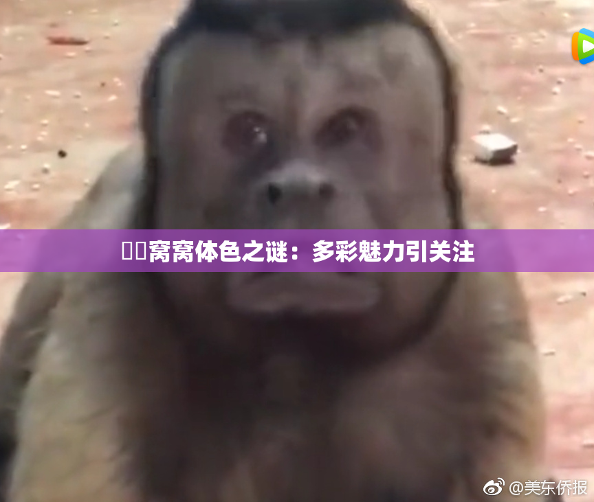 妺妺窝窝体色之谜：多彩魅力引关注