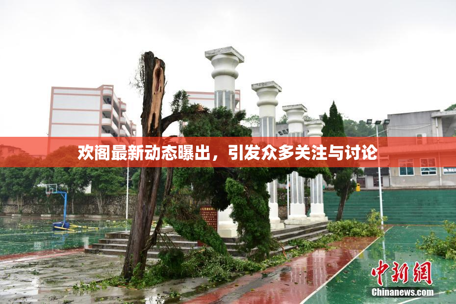 欢阁最新动态曝出，引发众多关注与讨论