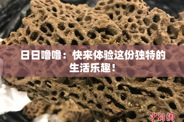 日日噜噜：快来体验这份独特的生活乐趣！