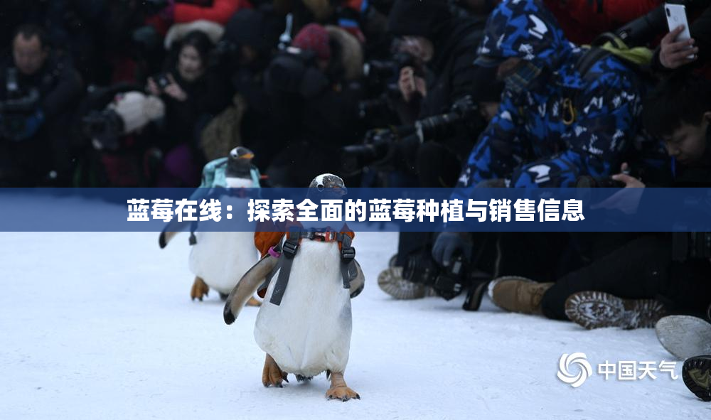 蓝莓在线：探索全面的蓝莓种植与销售信息