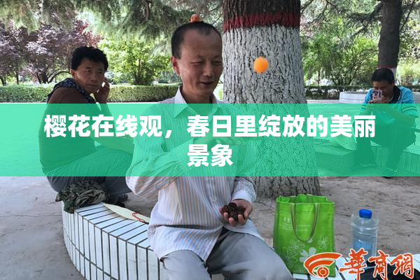 樱花在线观，春日里绽放的美丽景象