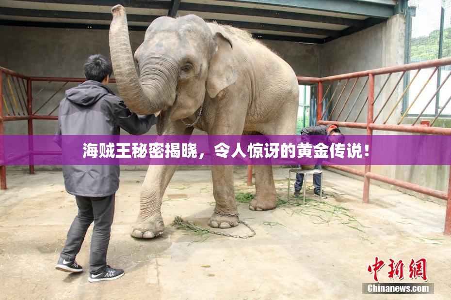 海贼王秘密揭晓，令人惊讶的黄金传说！