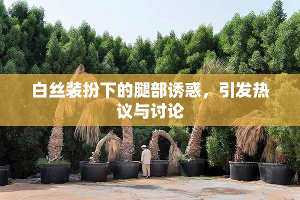 白丝装扮下的腿部诱惑，引发热议与讨论