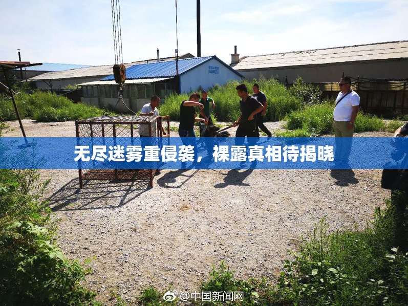 无尽迷雾重侵袭，裸露真相待揭晓
