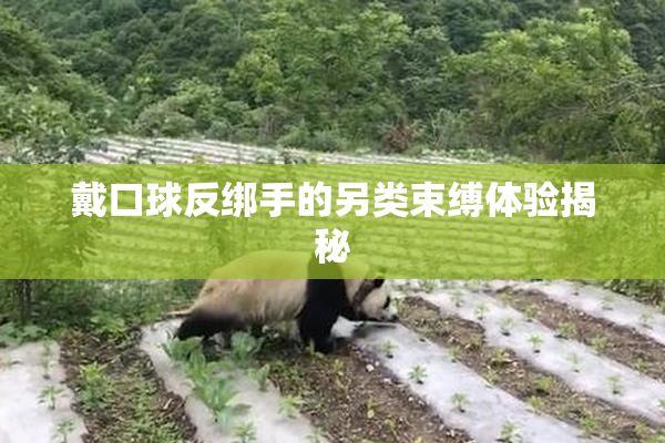 戴口球反绑手的另类束缚体验揭秘