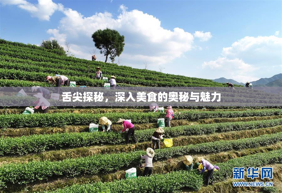 舌尖探秘，深入美食的奥秘与魅力