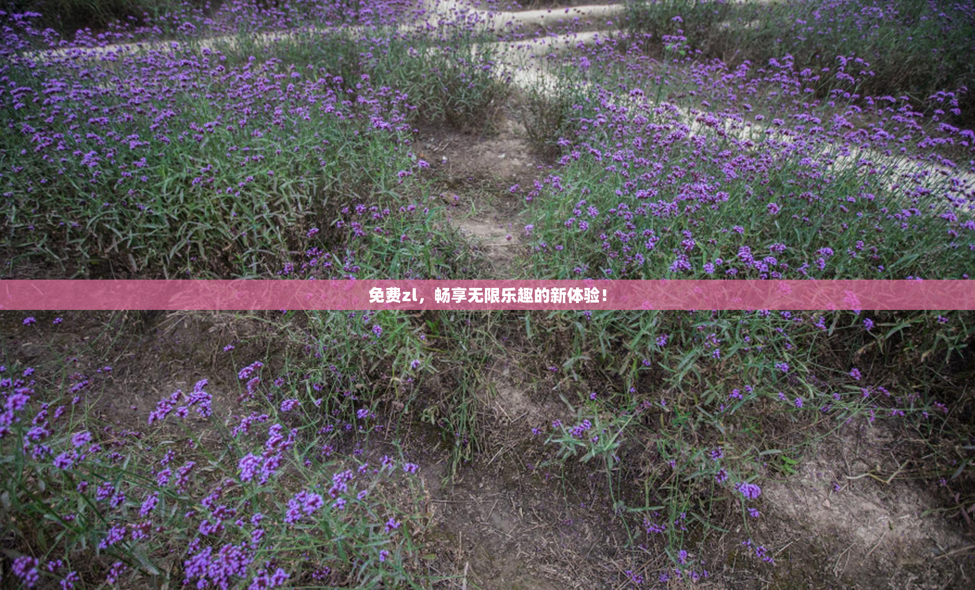 免费zl，畅享无限乐趣的新体验！