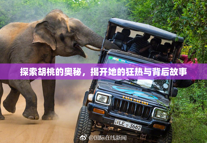 探索胡桃的奥秘，揭开她的狂热与背后故事