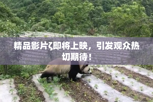 精品影片ζ即将上映，引发观众热切期待！