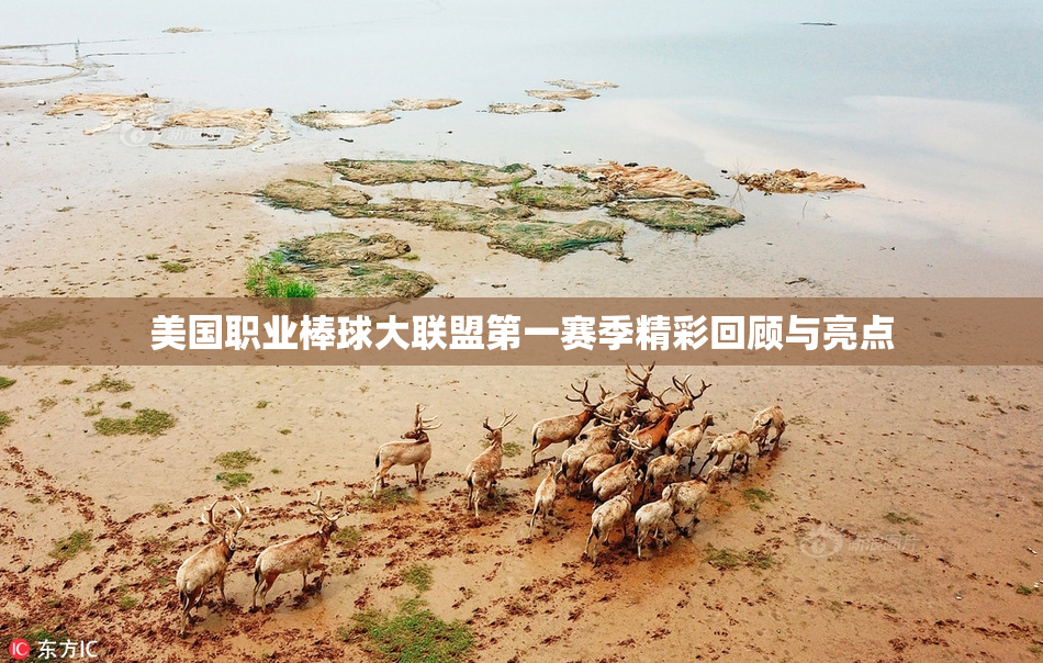 美国职业棒球大联盟第一赛季精彩回顾与亮点