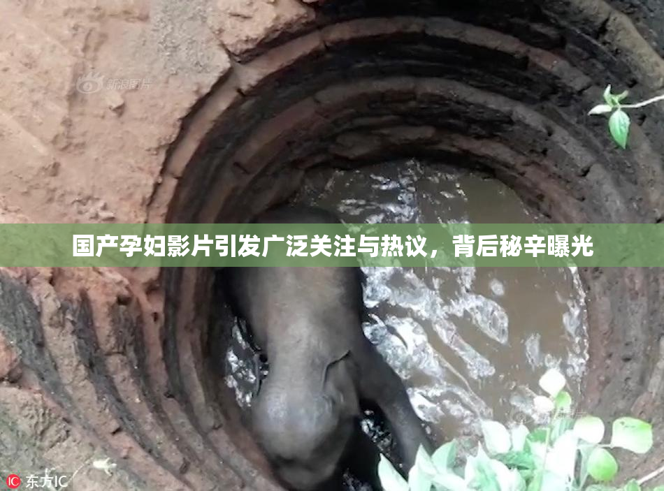 国产孕妇影片引发广泛关注与热议，背后秘辛曝光