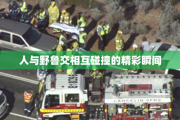 人与野鲁交相互碰撞的精彩瞬间