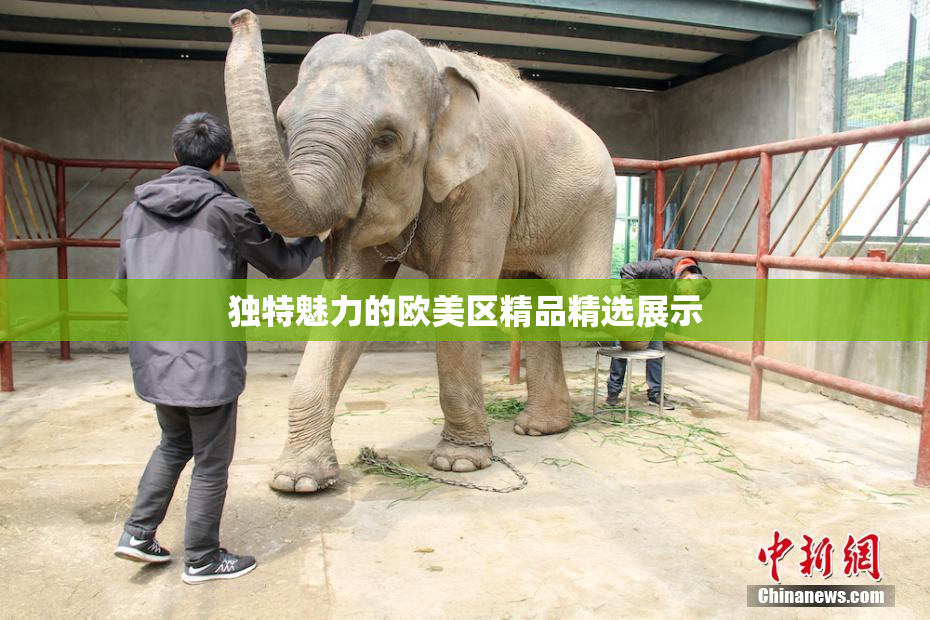 独特魅力的欧美区精品精选展示