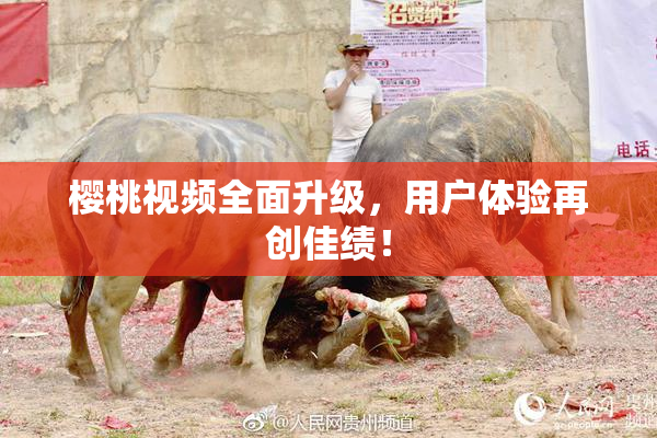 樱桃视频全面升级，用户体验再创佳绩！