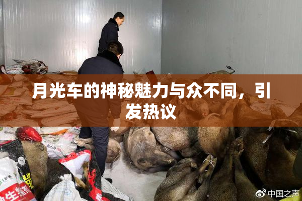 月光车的神秘魅力与众不同，引发热议
