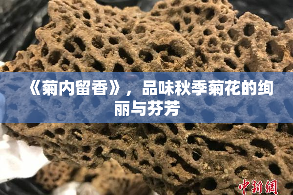 《菊内留香》，品味秋季菊花的绚丽与芬芳