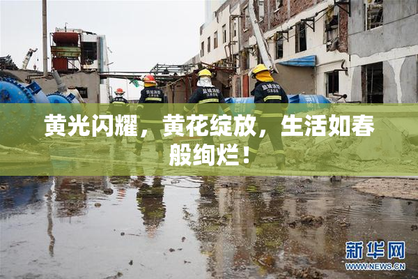 黄光闪耀，黄花绽放，生活如春般绚烂！