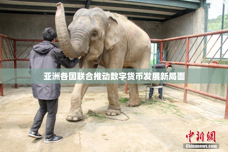 亚洲各国联合推动数字货币发展新局面