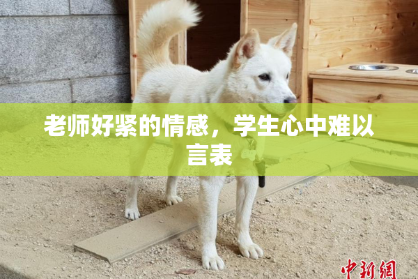 老师好紧的情感，学生心中难以言表