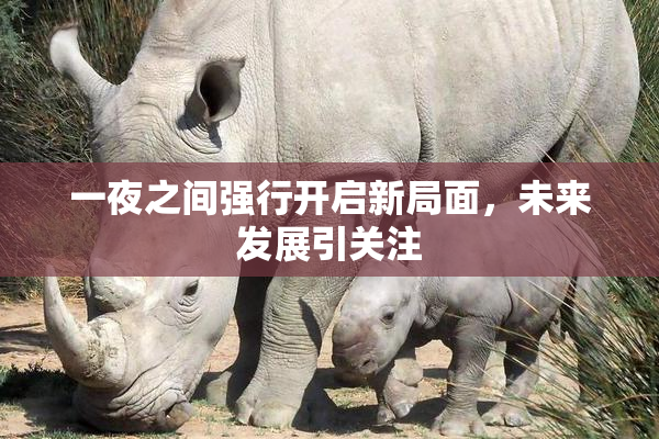 一夜之间强行开启新局面，未来发展引关注