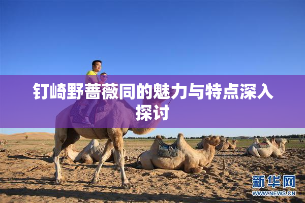 钉崎野蔷薇同的魅力与特点深入探讨
