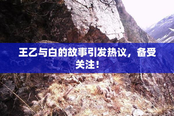 王乙与白的故事引发热议，备受关注！
