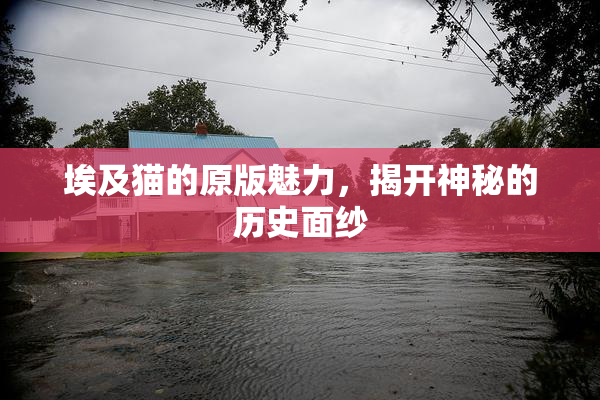 埃及猫的原版魅力，揭开神秘的历史面纱