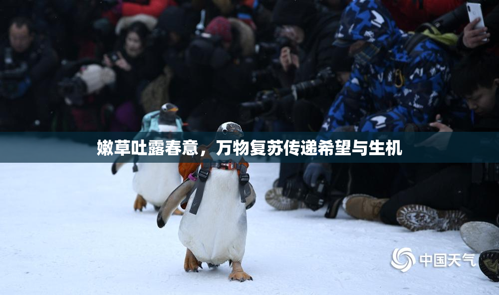 嫩草吐露春意，万物复苏传递希望与生机