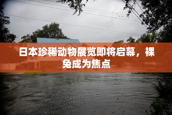 日本珍稀动物展览即将启幕，裸兔成为焦点