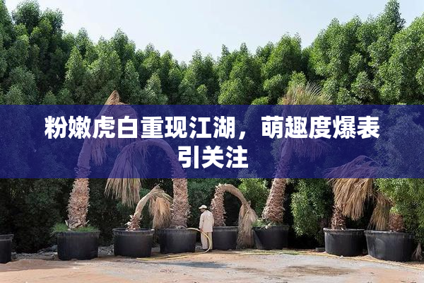 粉嫩虎白重现江湖，萌趣度爆表引关注