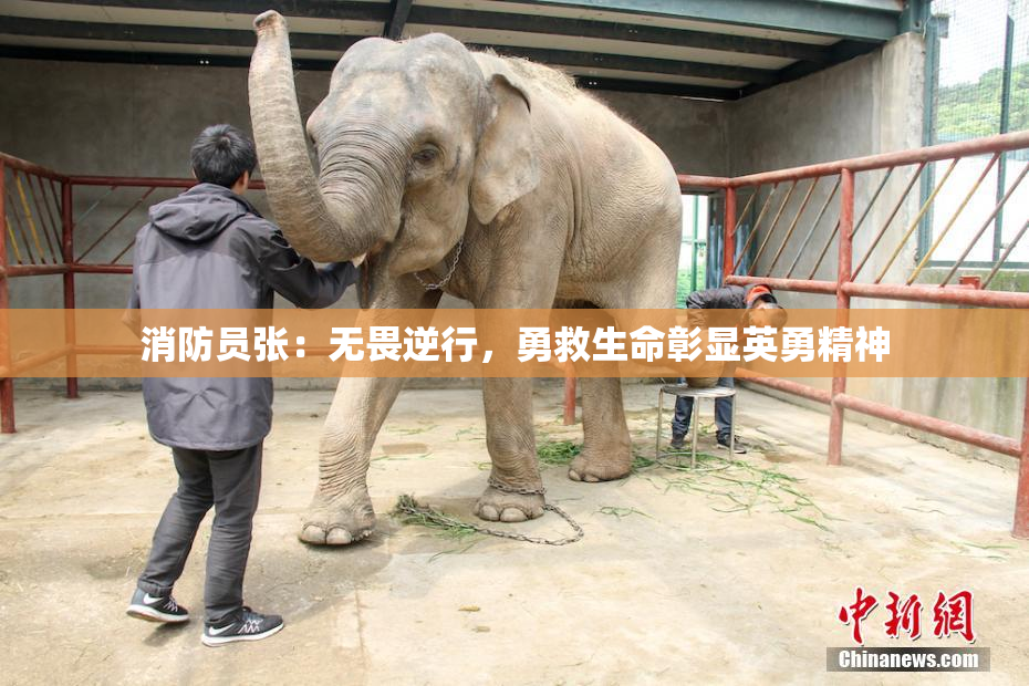 消防员张：无畏逆行，勇救生命彰显英勇精神